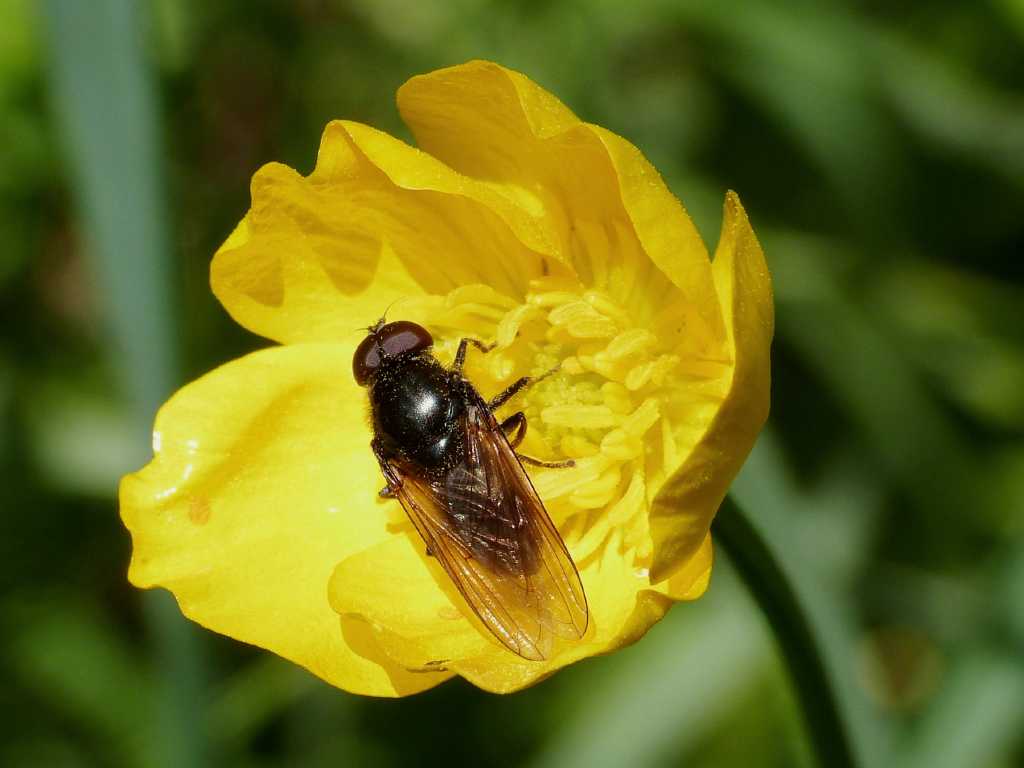 Syrphidae nero - Ostia (RM)